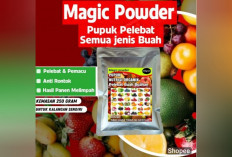 5 Keunggulan Pupuk Pelebat Buah Magic Powder Nutrisi Organik, Bisa untuk Semua Jenis Buahan