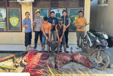Sehari Jelang Idul Adha, Pencuri Hewan Ternak Beraksi, Diringkus Saat Sembelih Sapi di Muara Lakitan  