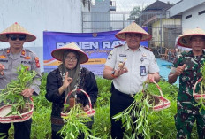 Lapas Narkotika Muara Beliti Gelar Panen Raya Bersama Forkopimda Dukung Ketahanan Pangan Nasional