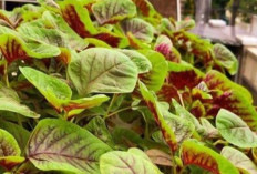 Mengenal Bayam Belang atau Batam Batik, Sayuran Kaya Zat Besi, ini Cara Memilih Bibitnya