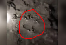 Dipastikan Warga Batu Gane Musi Rawas Diterkam Harimau, Tim Temukan Jejak di Lokasi