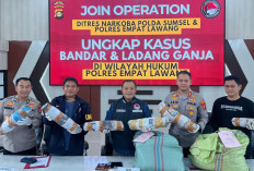 Pemilik 20 Hektar Ladang Ganja di Empat Lawang Pasok Produk Hingga Pulau Jawa