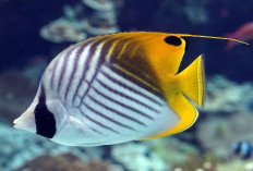 Inilah 11 Jenis Ikan Butterfly Populer Serta Tips Memeliharanya, Cantik dan Memikat untuk Akuarium Laut