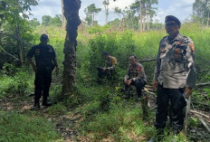 Sudah 3 Warga Diserang Beruang, BKSDA Pasang Perangkap di Ciptodadi Musi Rawas