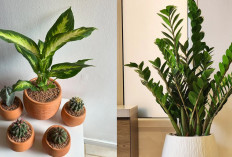 Inilah Tanaman Hias Indoor Mudah Dirawat Jadi Tren, Cocok untuk Ruang Tamu, Kamar dan Ruang Kerja