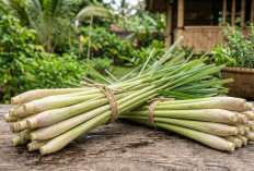 Lebih dari Sekadar Bumbu Dapur, Ini 5 Manfaat Sereh untuk Kesehatan