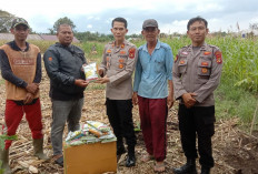 Dukung Ketahanan Pangan, Polsek Lubuk Linggau Selatan Bantu 30 Kg Bibit Jagung Unggul