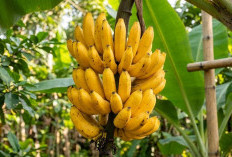 5 Manfaat Pisang untuk Kesehatan, Termasuk Menurunkan Risiko Batu Ginjal