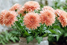 Ingin Rumah Lebih Estetik? Coba 5 Bunga Warna Peach Ini