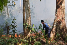 Viral Video Kebakaran Bukit Sulap Lubuk Linggau, Petugas: Bukan di TNKS, Tapi Kebun Warga